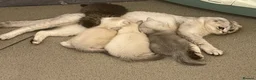 Scottish Fold cats for sale: Adorable Scottish Fold Kittens for Sale  - Advert 26