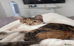 Mixed Breed cats for sale: Sweetest Kitten for sale  - Image 5