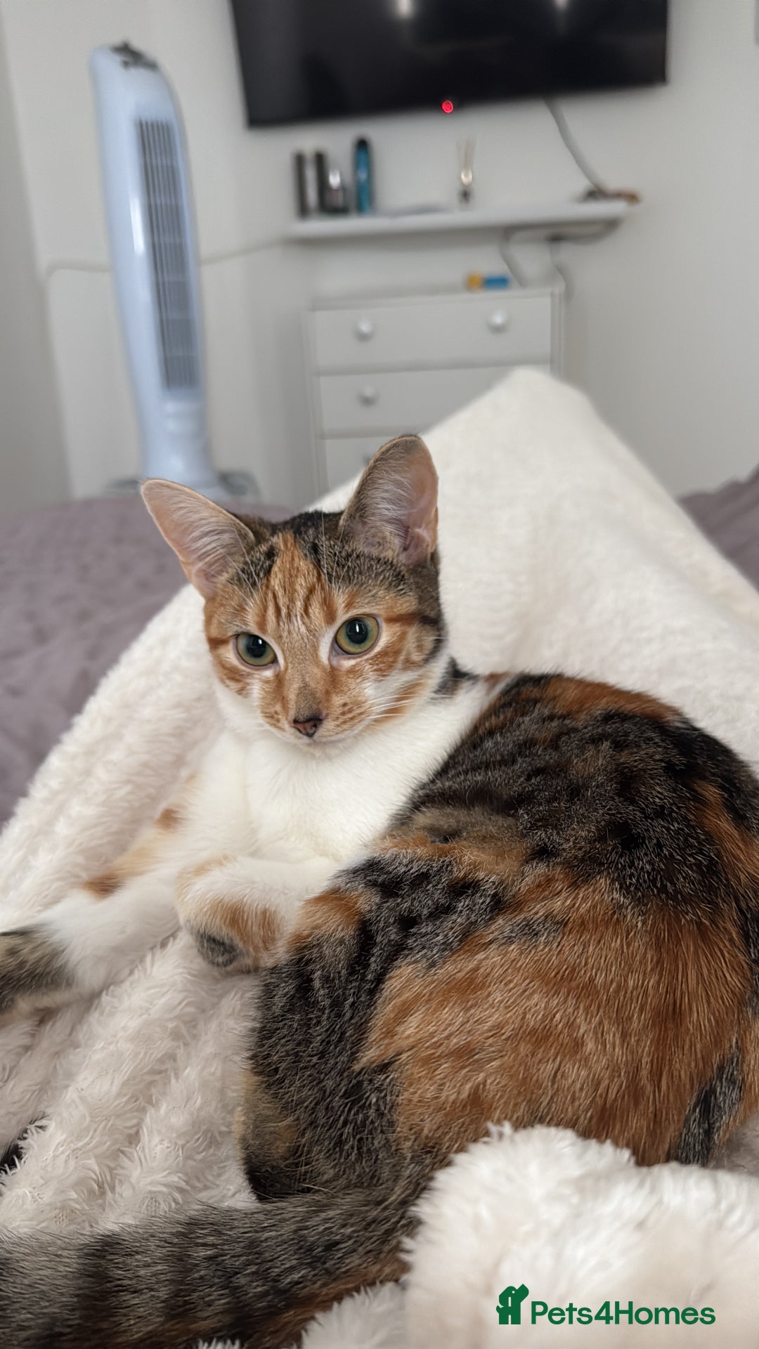 Mixed Breed cats for sale: Sweetest Kitten for sale  - Image 5