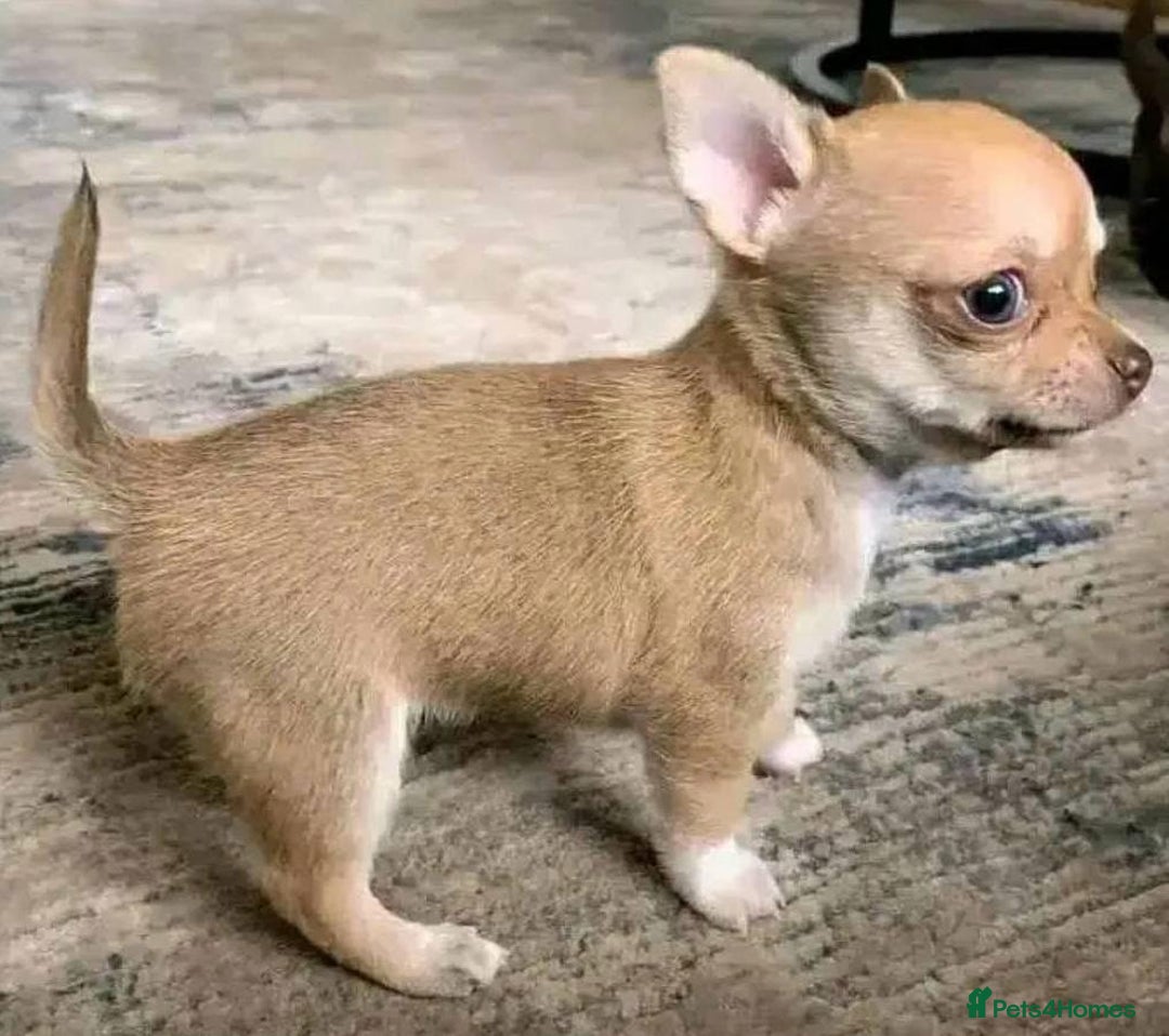 Chihuahua dogs for sale: Chihuahua puppies - Image 3