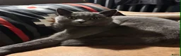 British Shorthair cats for sale: Beautiful 2 year old British Blue - Advert 4