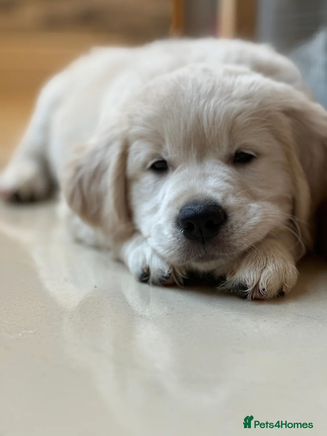 Golden Retriever dogs for stud: STUD KC FULLY HEALTH TESTED PROVEN TRAMIN IMPORT  in Blackpool - Advert 16