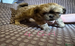 Shih Tzu dogs for sale: 5 beautiful Shih tzu puppies  - Image 8