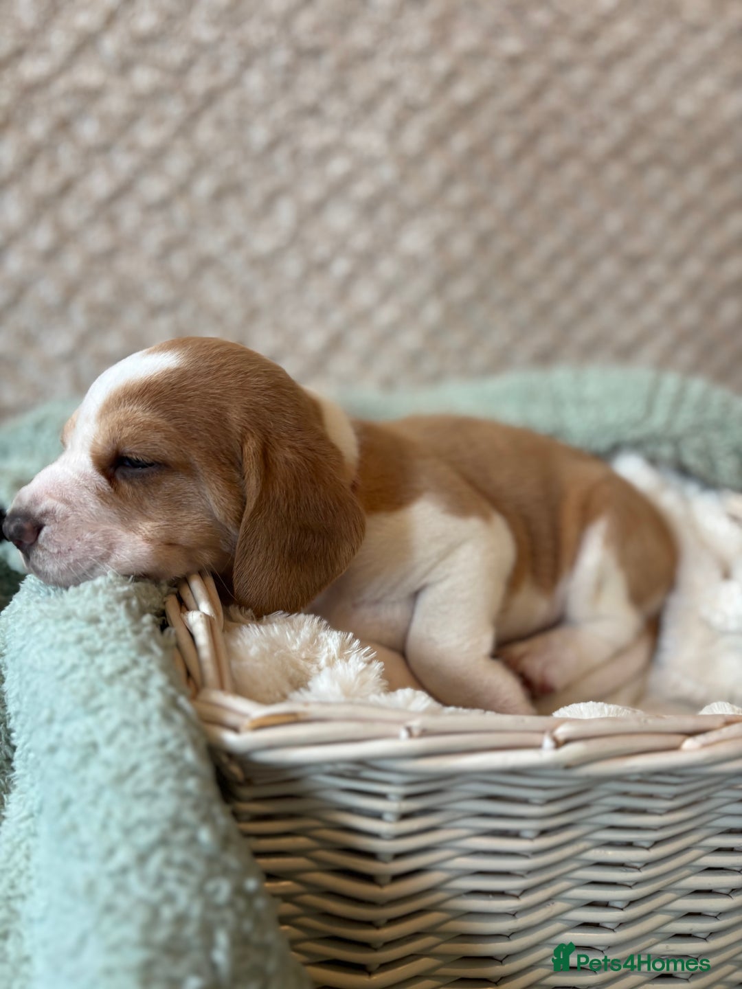 Beagle dogs for sale: KC registered Beagle puppies  - Image 31