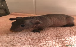 Guinea Pig rodents for sale: Super Skinny Pig Boars - Image 4