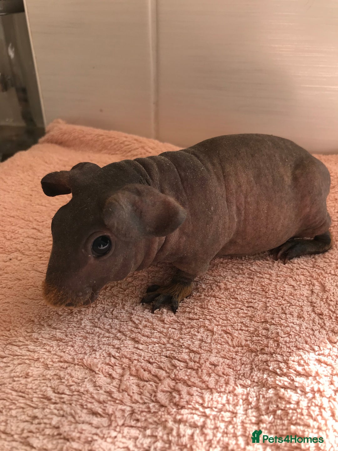 Guinea Pig rodents for sale: Super Skinny Pig Boars - Image 4