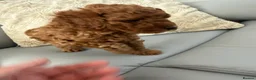 Toy Poodle dogs for sale: Toy poodle - Advert 6