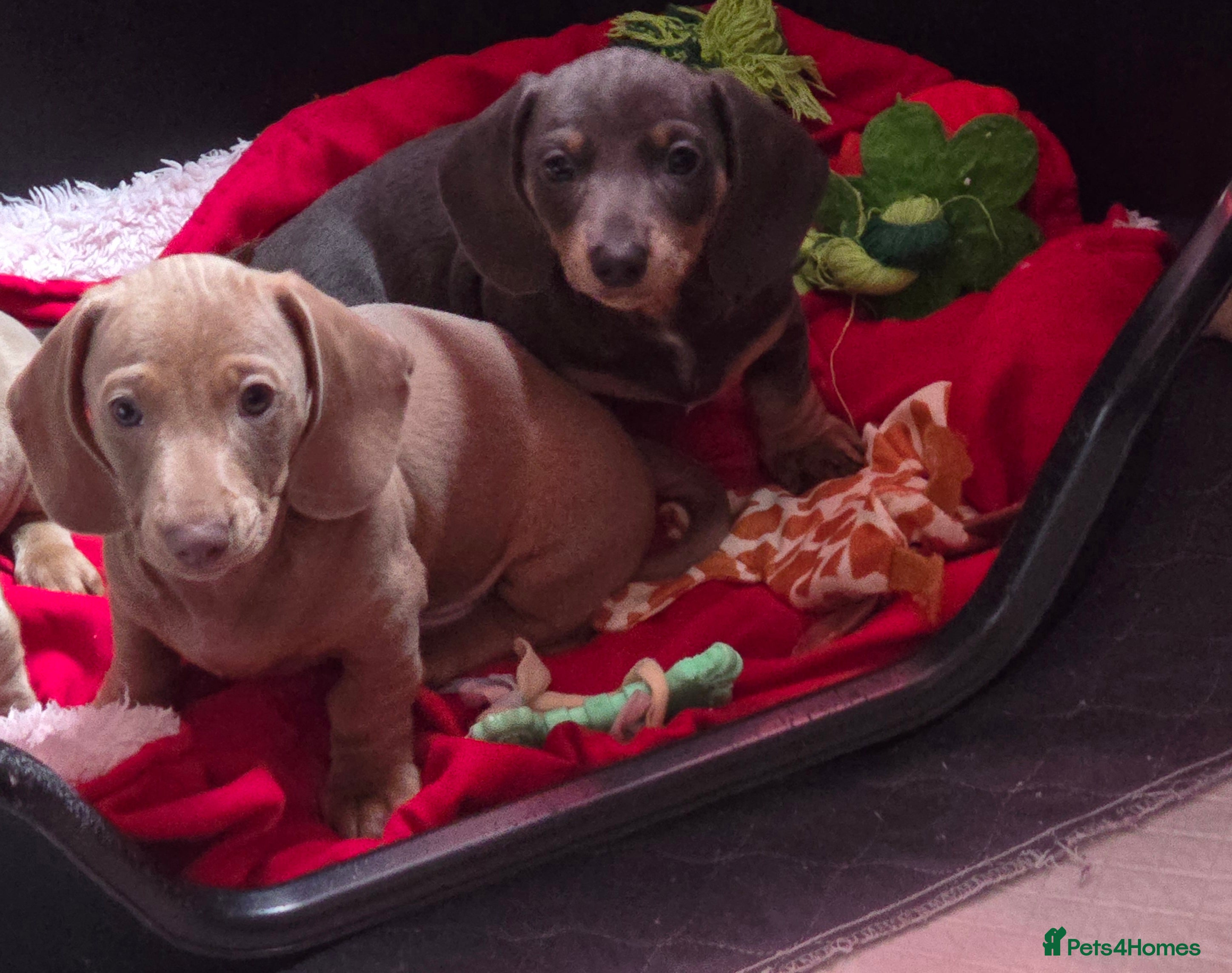 Dachshund dogs 🐾 Ready  now   KC reg PRA clear mini pups 🐾 - Advert 2