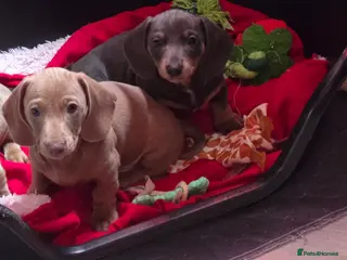 Dachshund dogs 🐾 Ready now KC reg PRA clear mini pups 🐾 - Advert 2