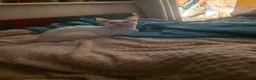 Devon Rex cats for sale: Devon rex cross in Oldbury - Advert 7
