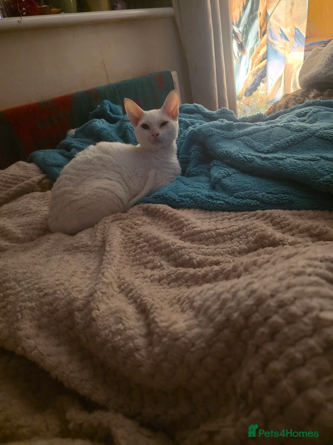 Devon Rex cats for sale: Devon rex cross in Oldbury - Advert 7