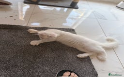 Maine Coon cats for sale: ✨ White Polydactyl Maine Coon Boy – Ready Now! ✨ - Image 12