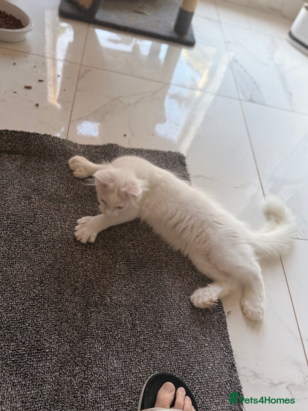 Maine Coon cats for sale: ✨ White Polydactyl Maine Coon Boy – Ready Now! ✨ - Image 12