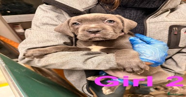 Cane Corso dogs - Advert 1