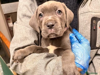 Cane Corso dogs - Advert 5