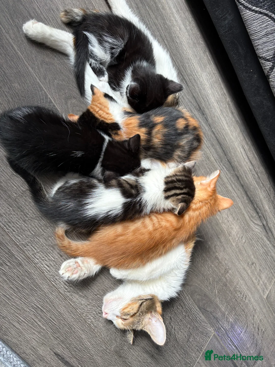 Mixed Breed cats for sale: 2 beautiful kittens for sale leave this weekend  - Advert 7