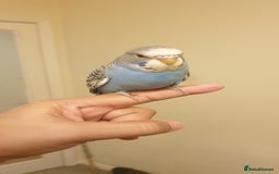 Budgerigars birds for sale: Handreared semitamed and tamed budgies  - Image 15