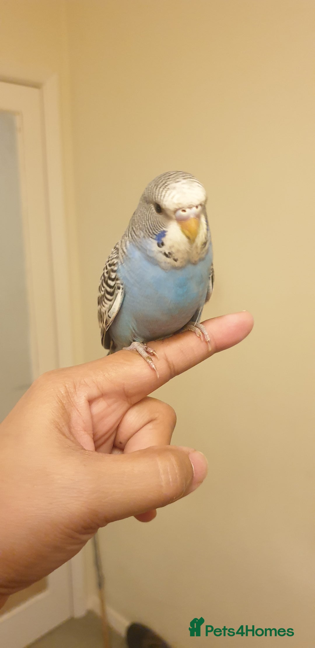 Budgerigars birds for sale: Handreared semitamed and tamed budgies  - Image 15