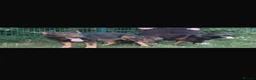 German Shepherd dogs for sale: German Shepard puppies straight back  - Advert 3
