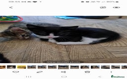 British Shorthair cats for sale: Black and white kitten and tabby - Image 5