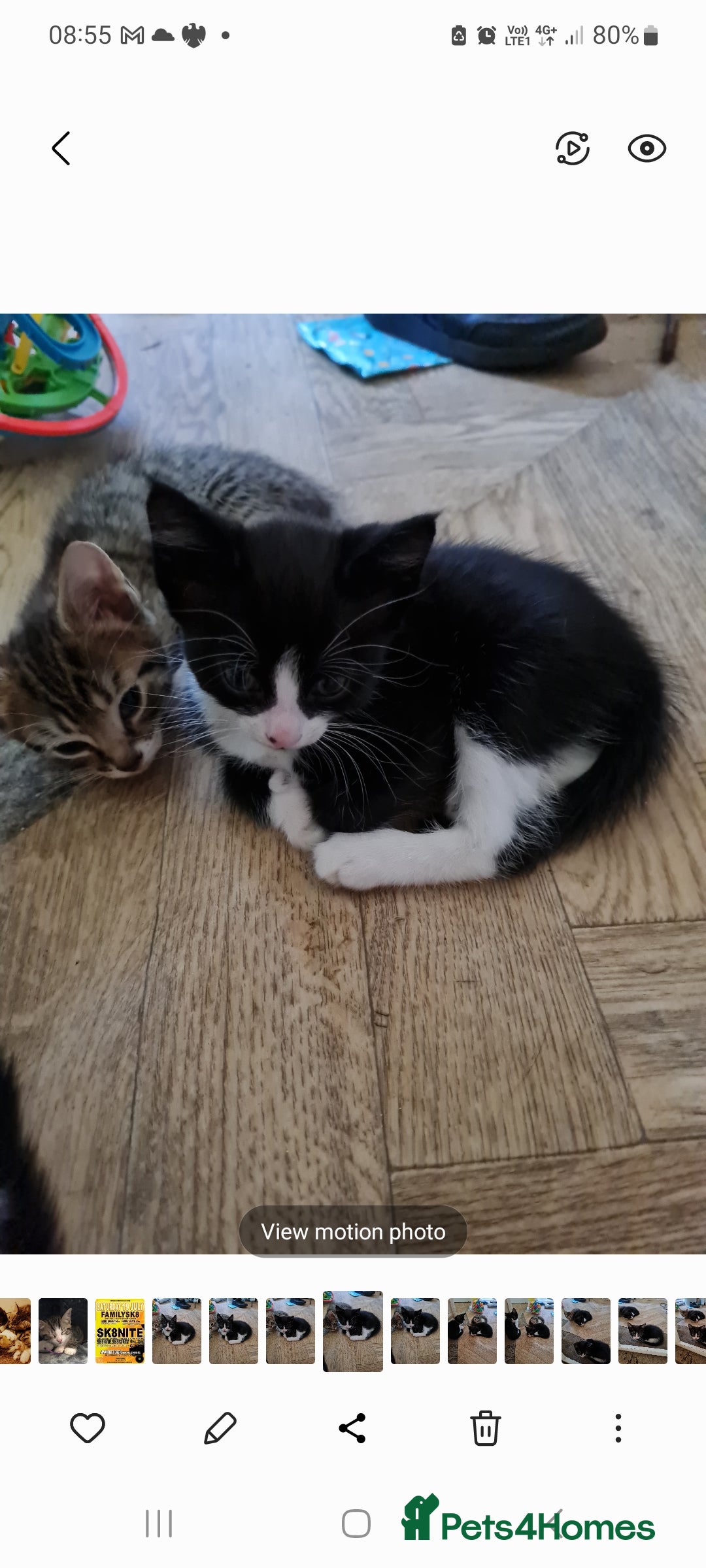 British Shorthair cats for sale: Black and white kitten and tabby - Image 5