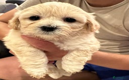 Bichon Frise dogs for sale: Bichon Maltese - Image 5
