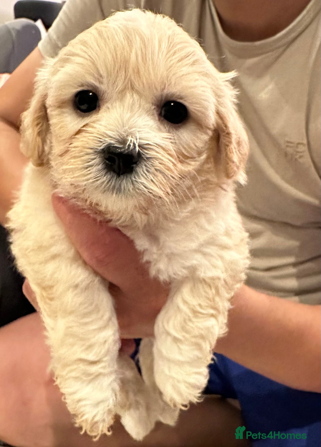 Bichon Frise dogs for sale: Bichon Maltese - Image 5