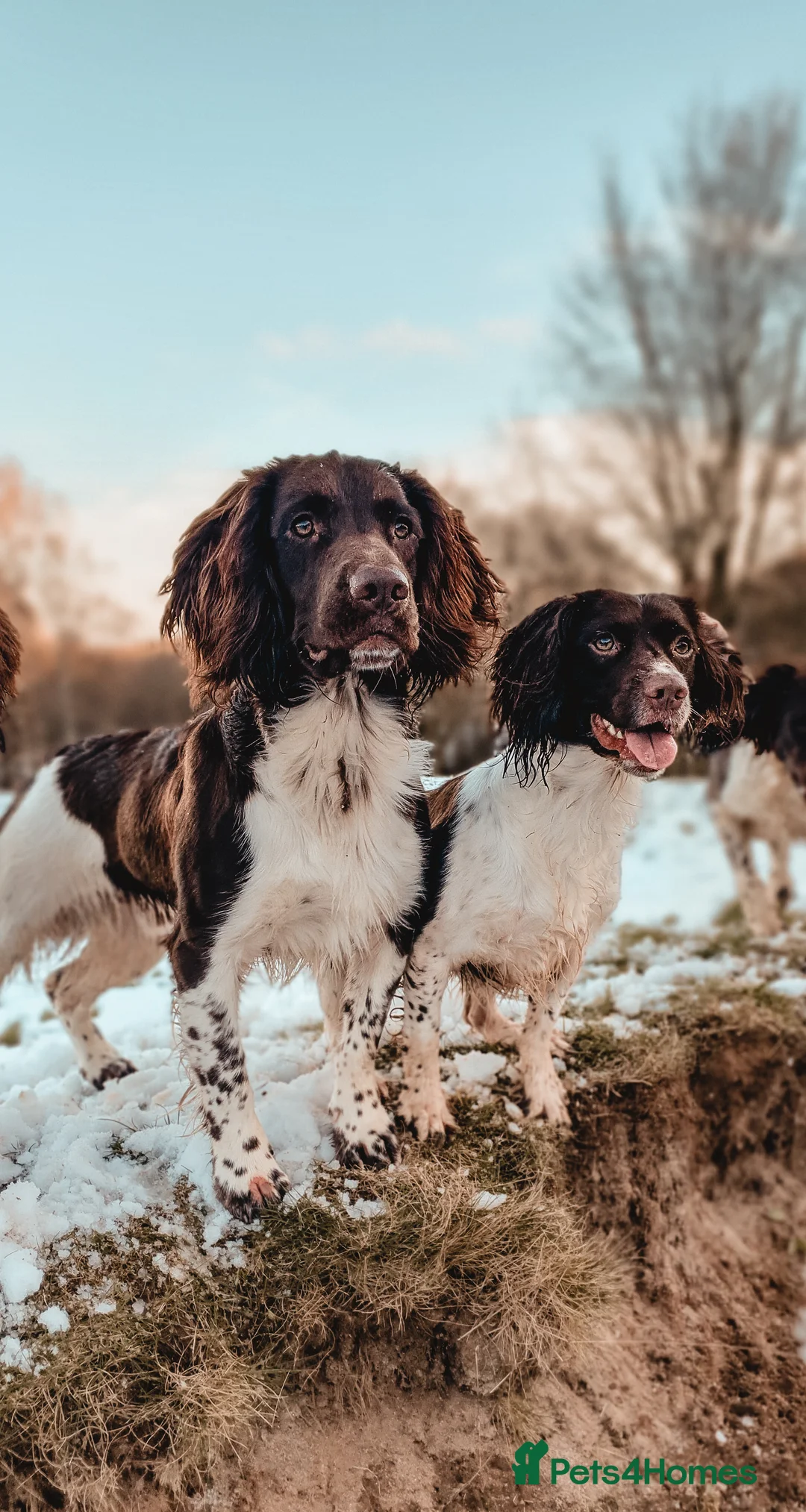 English Springer Spaniel dogs for stud: English Springer Spaniel Stud in Derby - Advert 23