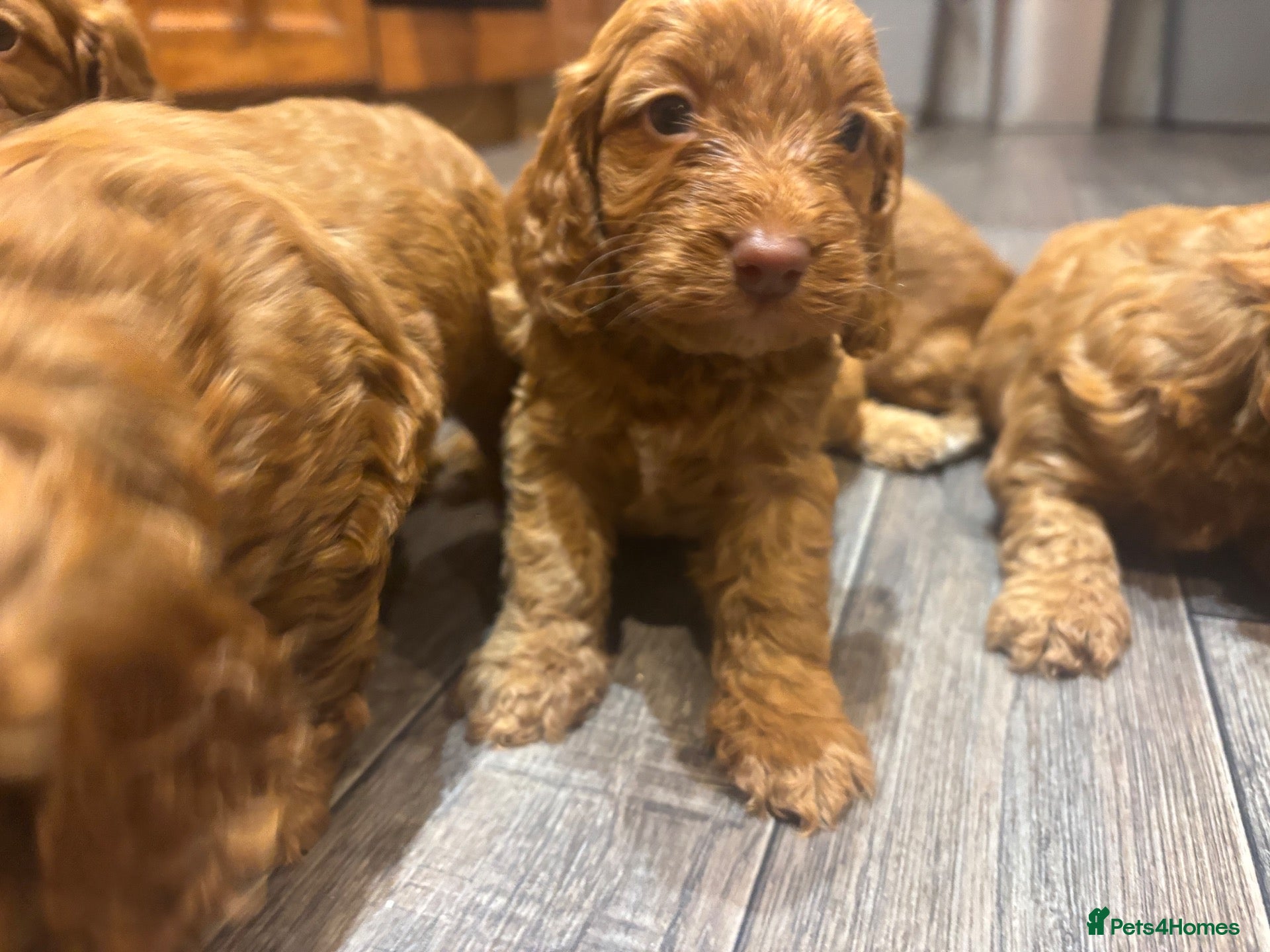 Cockapoo dogs Cockapoo puppies  - Advert 1