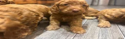 Cockapoo dogs for sale: Cockapoo puppies  - Advert 8