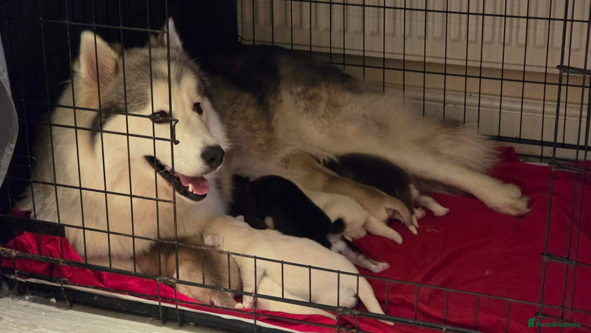 Siberian Husky dogs 7 Beautiful Siberian Husky puppies (5 available) - Advert 2