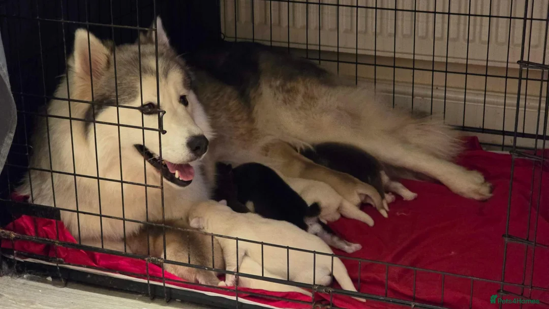 Siberian Husky dogs for sale: 7 Beautiful Siberian Husky puppies (5 available) - Advert 2