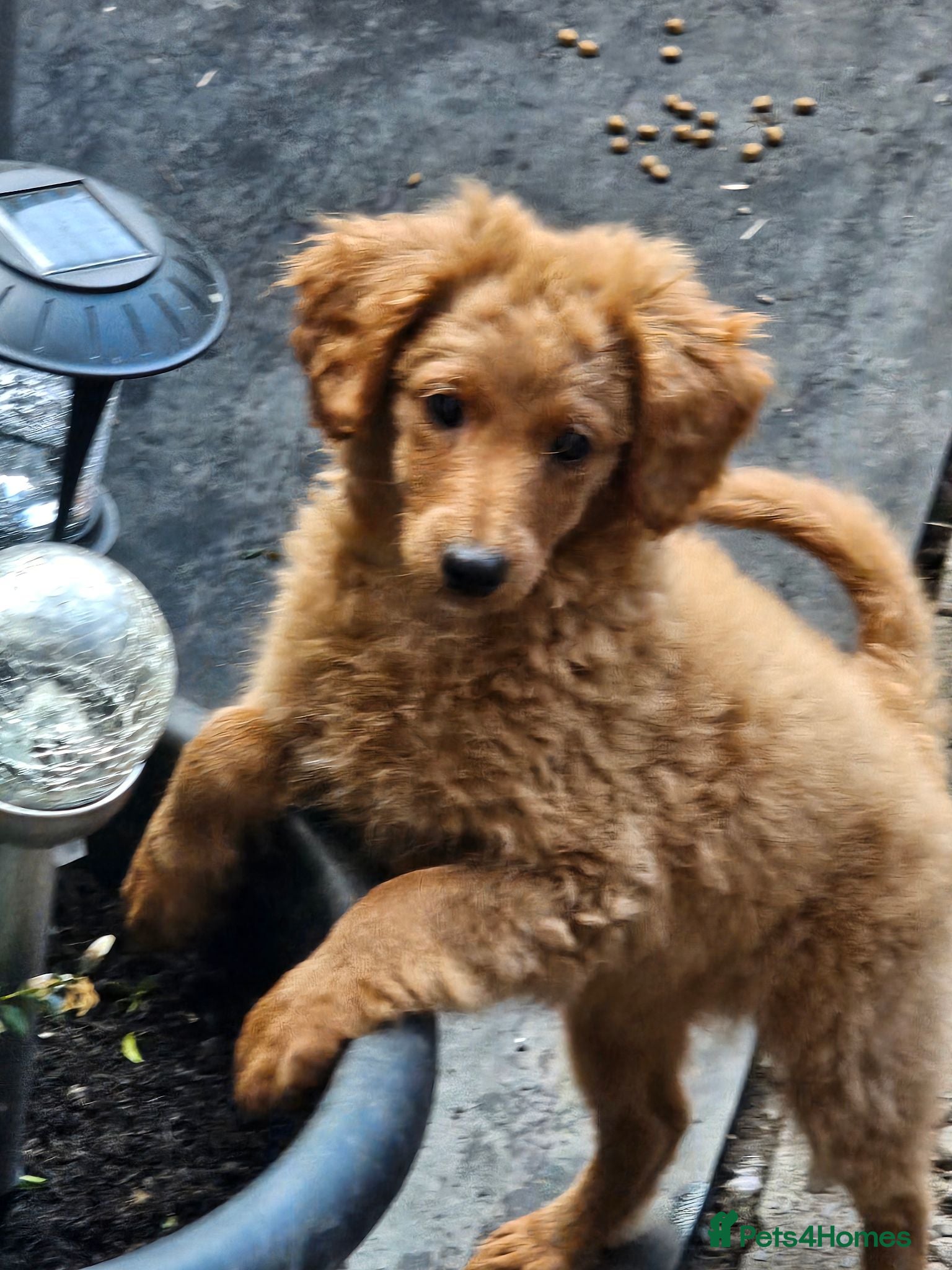 Cavapoo dogs Adorable Cavapoo Puppies Looking for Loving Homes - Advert 11