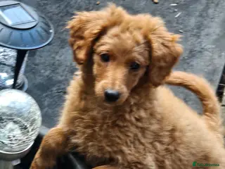 Cavapoo dogs Adorable Cavapoo Puppies Looking for Loving Homes - Advert 11
