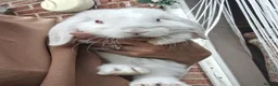 Mini Lop rabbits for sale: Mini lop babies ** Ready now ** - Advert 1