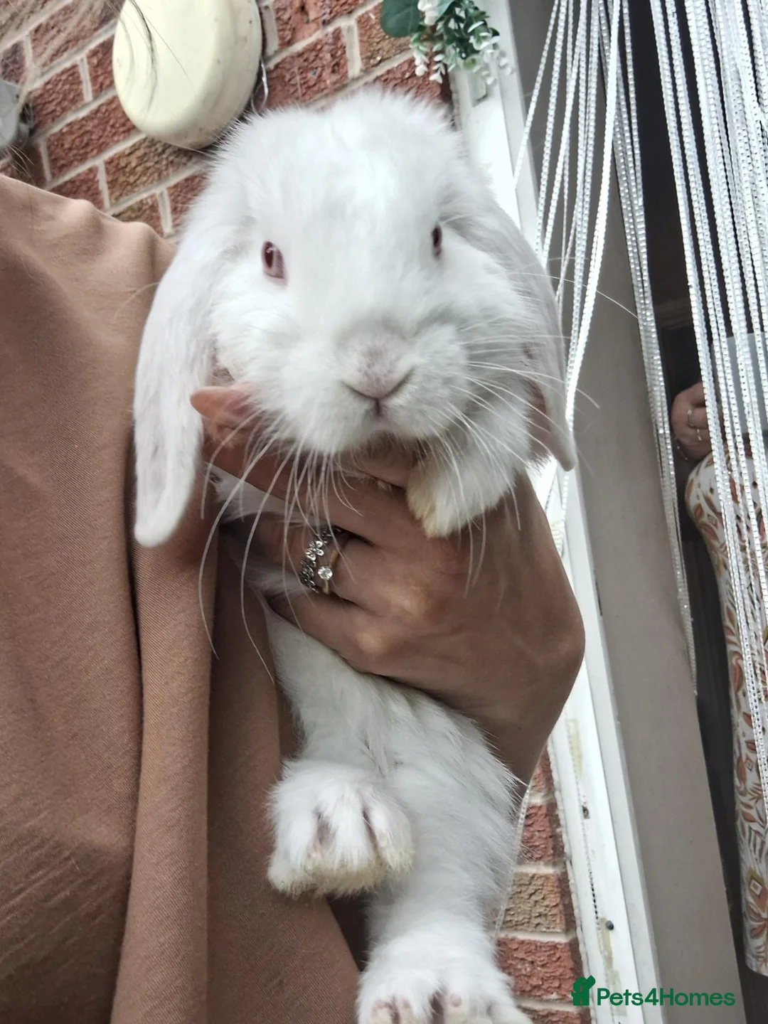 Mini Lop rabbits for sale: Mini lop babies ** Ready now ** - Advert 1
