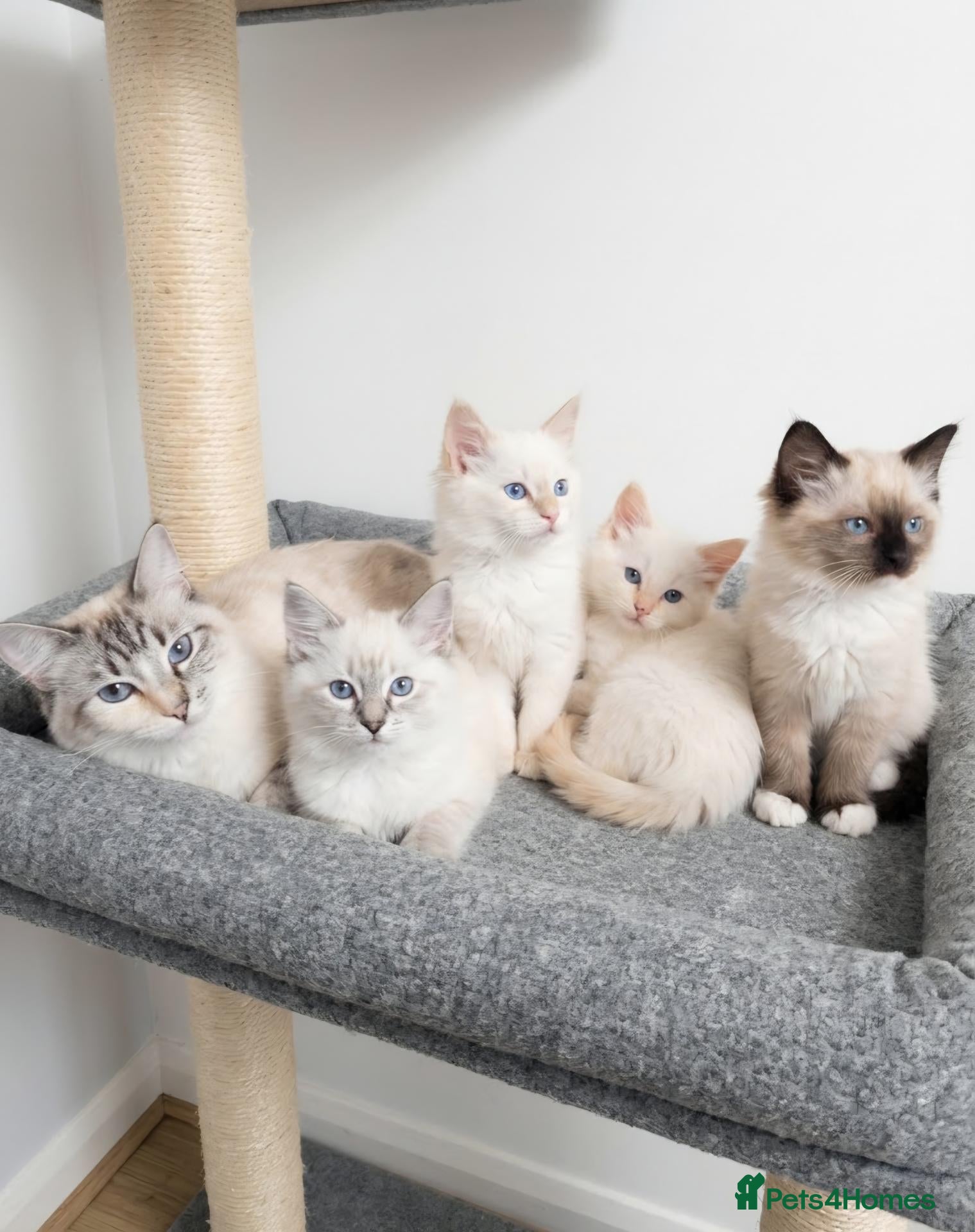 Ragdoll cats ​GCCF Ragdoll Kittens - Pet or Active  - Advert 1