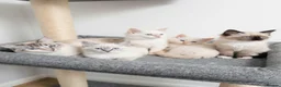 Ragdoll cats for sale: GCCF Ragdoll Kittens - Ready Now (Pet or Active) - Advert 1