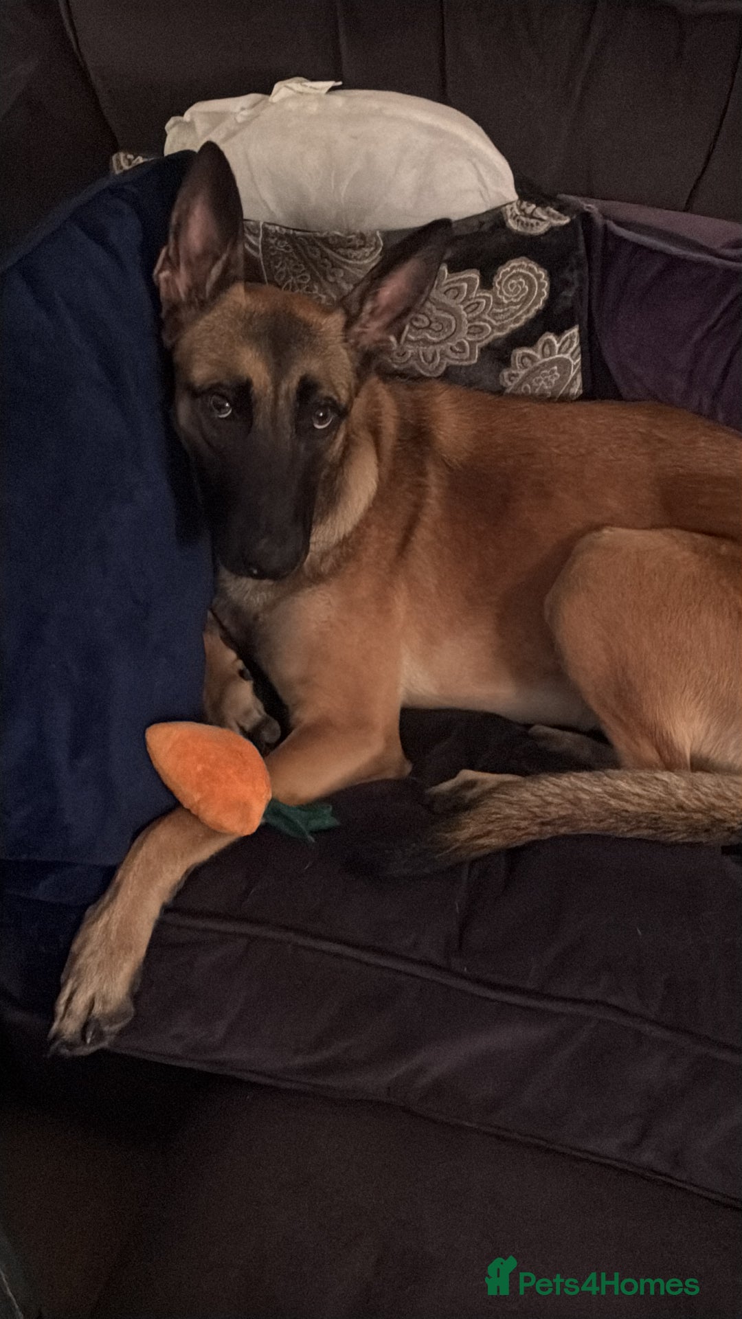 Belgian Shepherd Dog dogs for sale:  Sadie 1 Year Old Belgian Malinois, Smart & Loving - Advert 6
