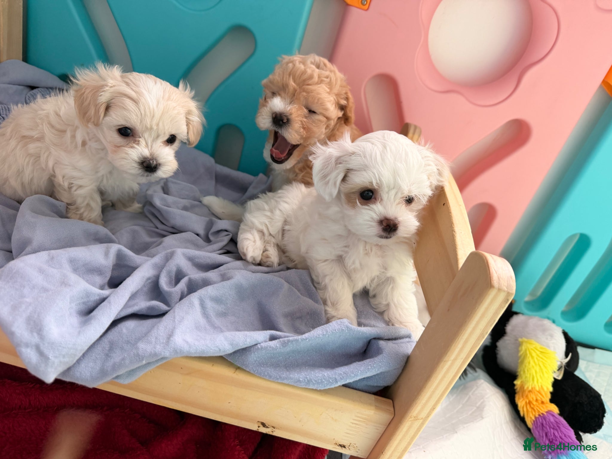 Maltipoo dogs ❌❌S  Gorgeous maltipoo F2 🐶🐶🐶🐶🐶 - Advert 2