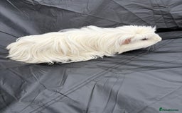 Guinea Pig rodents for sale: 2 male guinea pigs & House  - Image 3