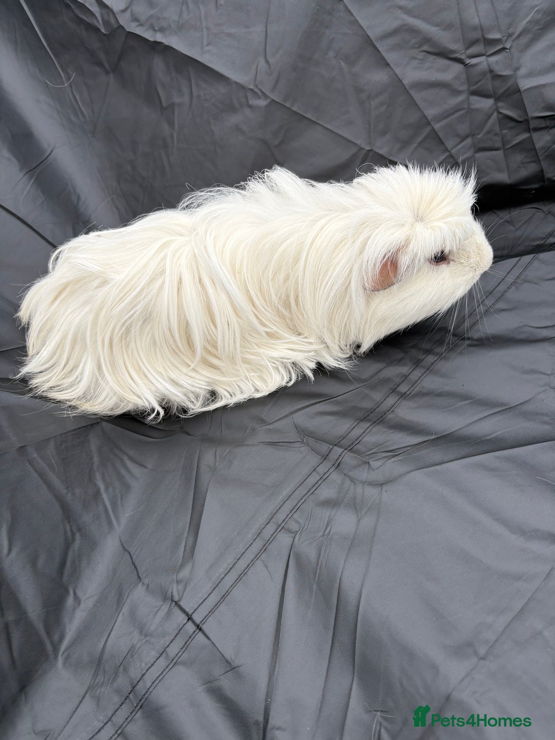 Guinea Pig rodents for sale: 2 male guinea pigs & House  - Image 3