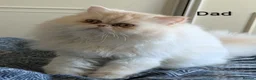 Persian cats for sale: ✨ Beautiful Persian Kittens for Sale ✨ - Advert 10