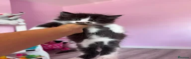 Persian 2