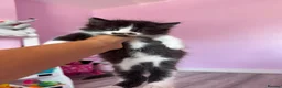 Persian cats for sale: 🐾 Cute Persian Kittens Lookng for Loving Homes 🐾 - Advert 8