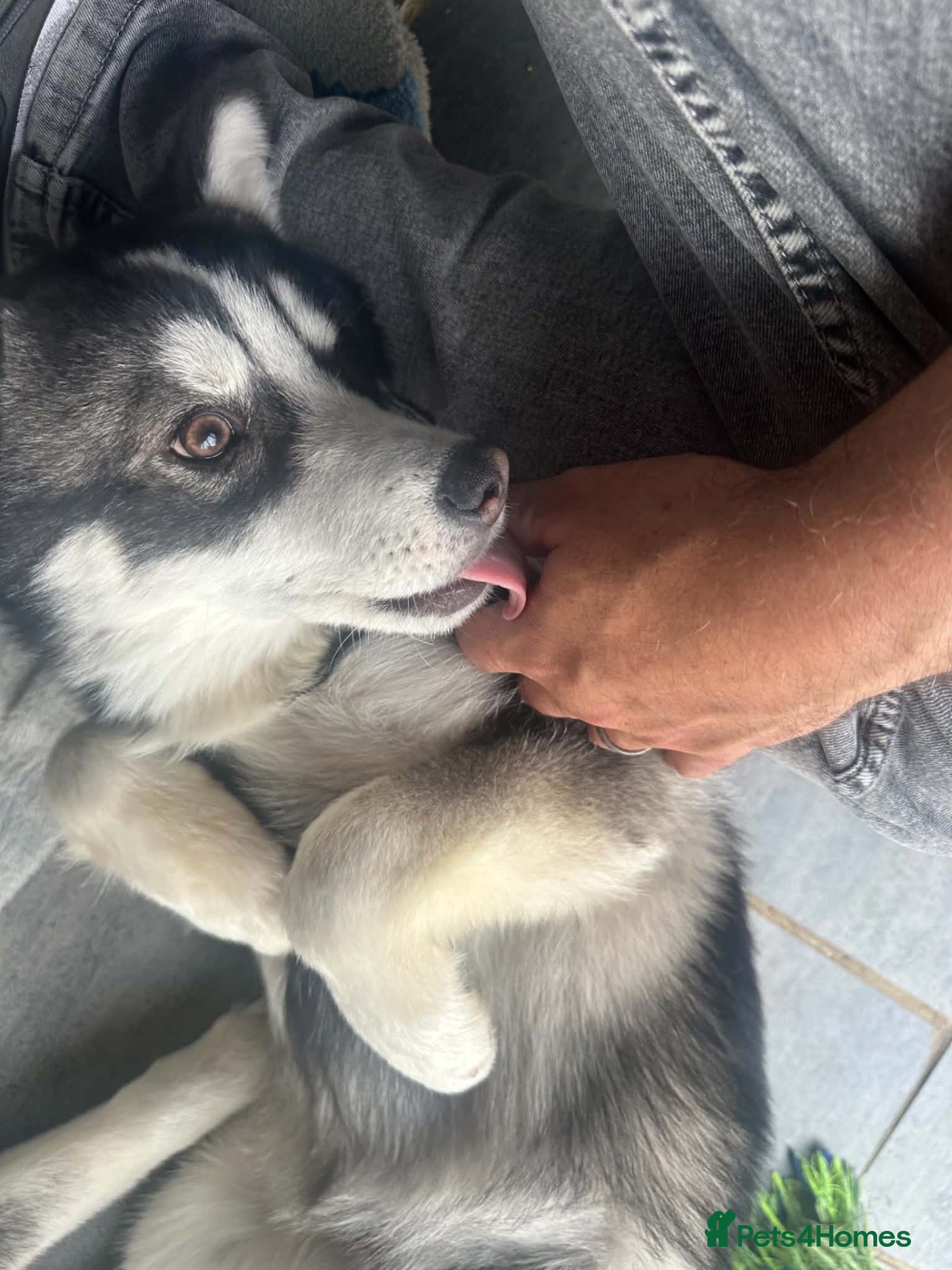Pomsky dogs Price reduction Last boy F4 Pomsky  - Advert 1