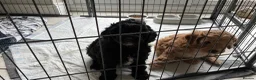 Cockapoo dogs for sale: Toy Cockapoo - Advert 11
