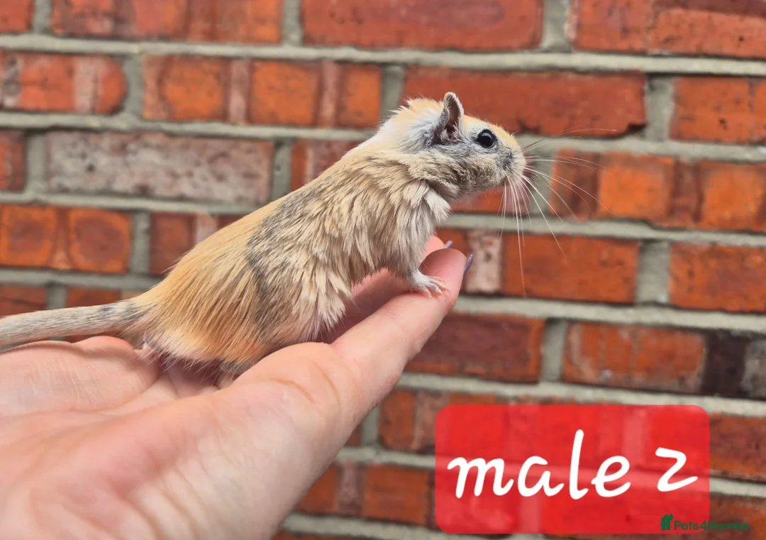 Gerbil rodents for sale: 2 brothers lookinf for homes  - Advert 1