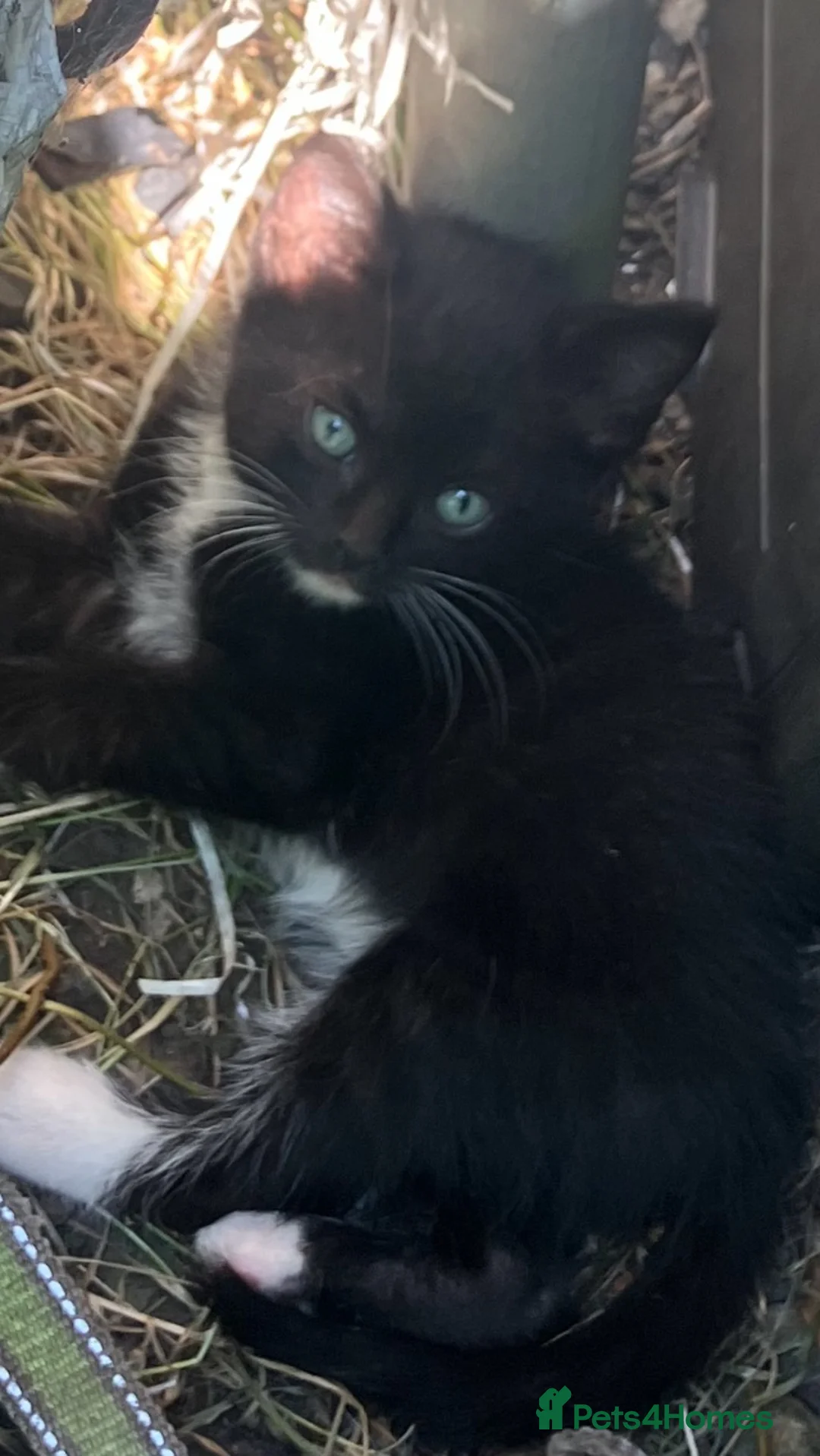 Mixed Breed cats for sale: Kittens in Swansea - Advert 9