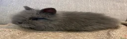 Lionhead rabbits for sale: Fluffy double mane lion head rabbits for sale  - Advert 29
